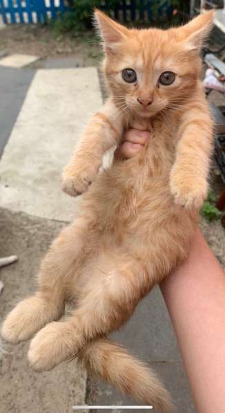 Котенок в Армавире фото 4