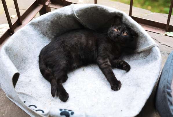 Ищут дом 2 чудесных котенка в Москве