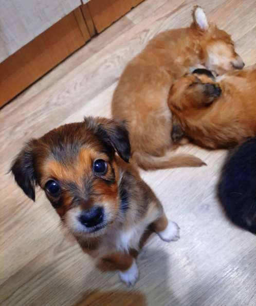 Милейшие щенки от домашней собачки в Иркутске фото 3