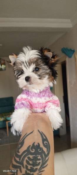 Мини девочка Бивер в 