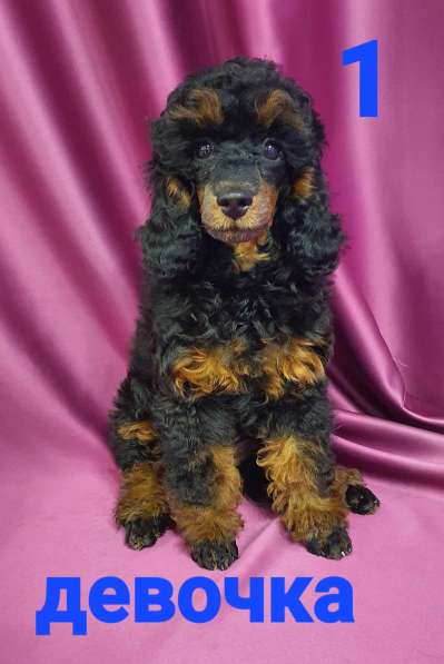 Девчата-пуделята фантом, чёрно-подпалые в Москве фото 8