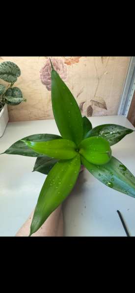 Сансевиериии в Новокузнецке фото 6