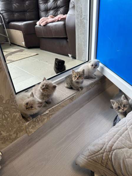 Котята