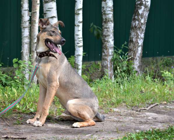 Воспитанный, умный, красивый щенок-подросток ищет дом в Москве