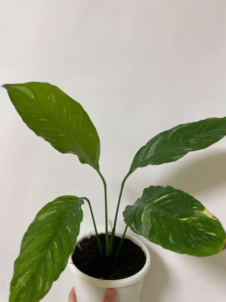 Цветок Спатифиллум «Домино» (женское счастье) в Чайковском фото 3