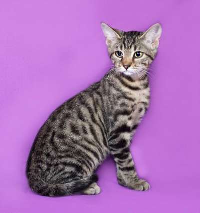 подросток Тигра очень хочет домой! в Санкт-Петербурге фото 8