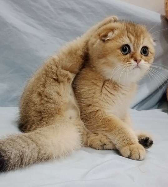 Scottish fold