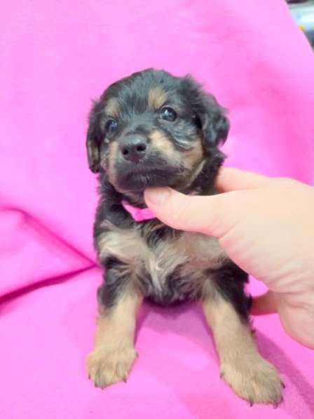 Щенки в добрые руки! в Ноябрьске