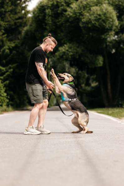 Собака-компаньон для города Джефри в дар в Москве фото 4