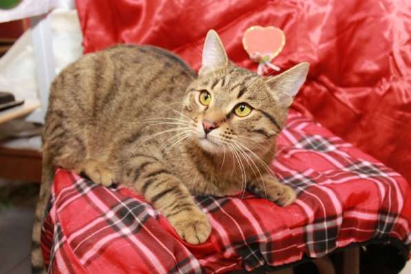 Кошка в добрые руки. Сима - шпротинка в Москве фото 7