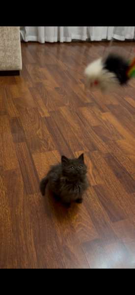 Отдам котенка