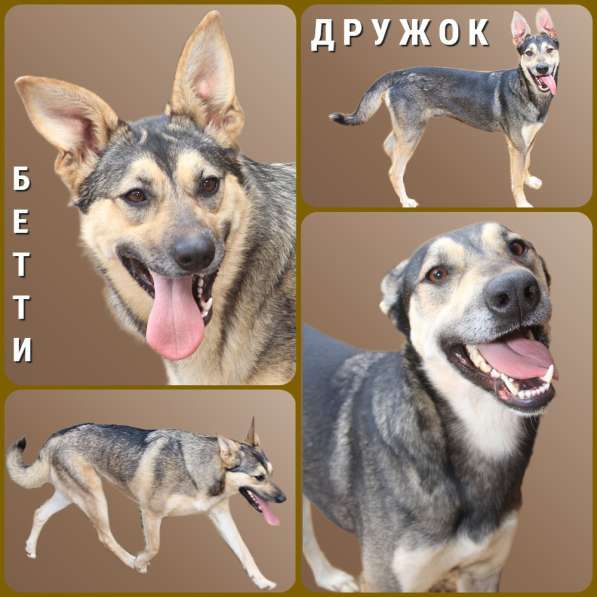 Собаки даром БЕТТИ И ДЖОЙ (Дружок)