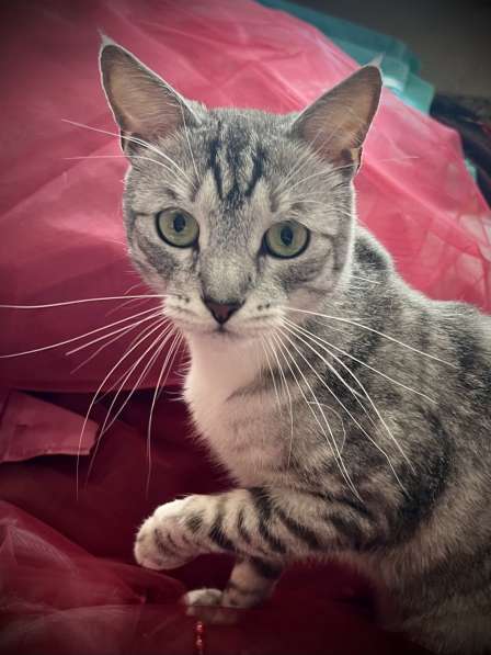 Снежно-серебристый кот Буся в дар