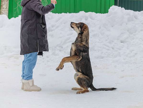 Море обаяния и ума! Чудесный домашний щеночек Зося в дар в Москве фото 4