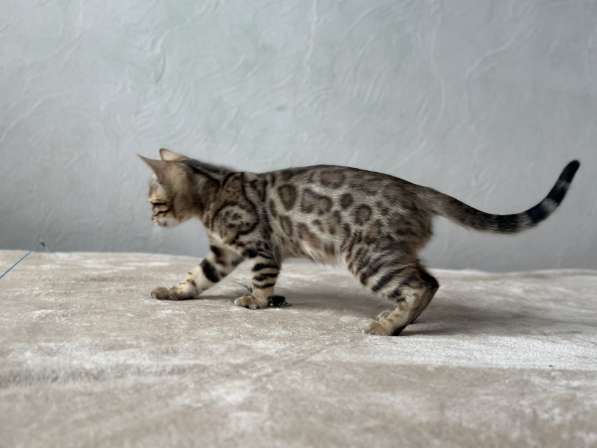 Available Bengal kittens в фото 11