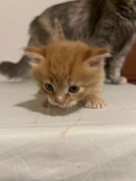 Котята в добрые руки в Москве