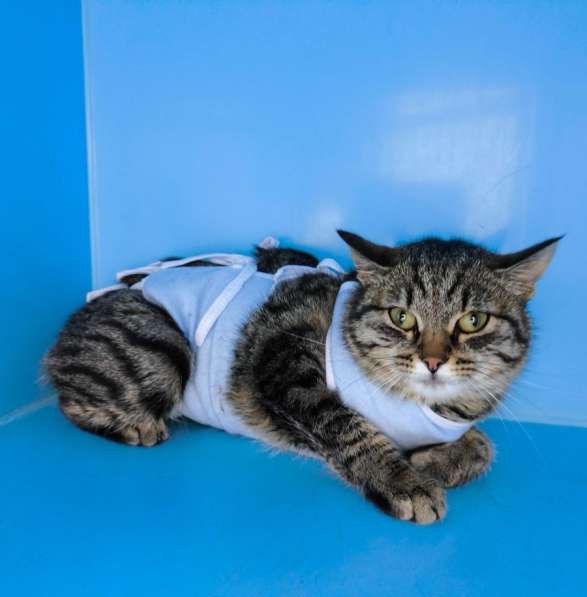 Молодая кошечка Тринити ищет дом в Москве