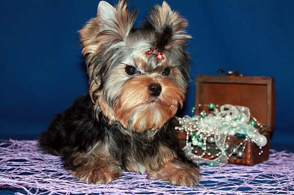 Мальчик Йорк от чемпионов в Москве фото 6