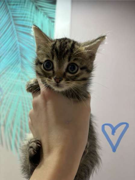 Подкинули котят ?отдаем в добрые руки в Якутске фото 4