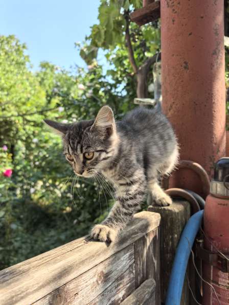 Отдаю котят добрыми и заботливыми