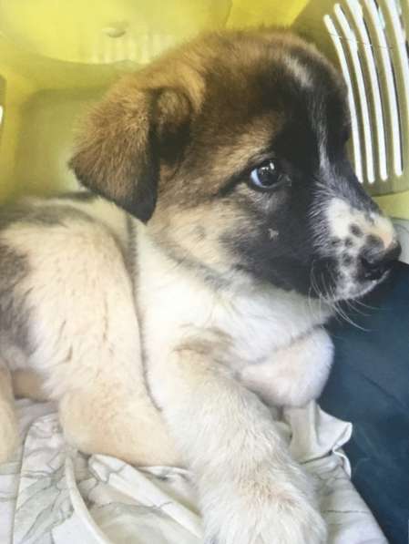 Мотя ищет дом и любимую семью в Москве фото 6