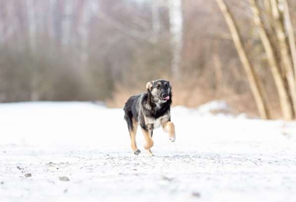 Весёлая девочка Золушка в самые добрые руки! в Москве