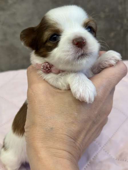 Йоркширский терьер цветной в Сургуте фото 16