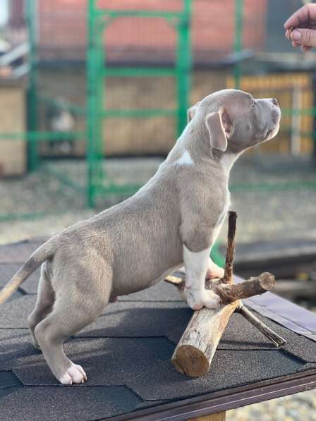 Американский Булли щенки в Краснодаре фото 4