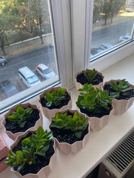 Продажа цветов