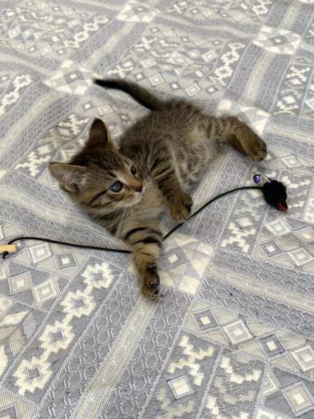 Особенный котёнок Гномик в самые добрые руки в Москве фото 5