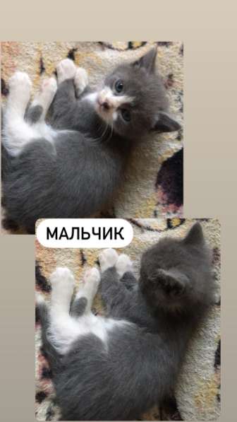 Котята