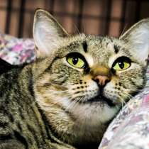 Робкая Телла мечтает о любящем сердце, в Москве