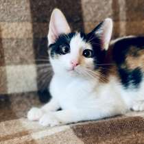Очаровательная Вишенка - котенок в дар, в Москве