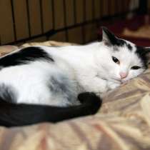 Нежная Коровка мечтает стать верным другом своему человеку, в Москве