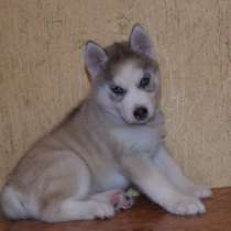 Замечательная девочка хаски. РКФ, в Санкт-Петербурге