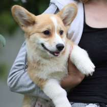 Корги щенки 2.5мес, чистокровные, в Ростове-на-Дону