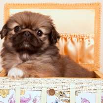 Пекинес Москвы, в Москве