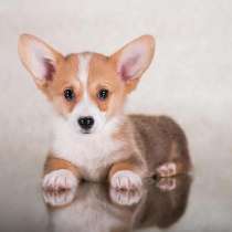 Корги Благовещенске, в Благовещенске