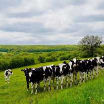 Коровы бычки телята Киров, в Кирове