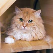 Застенчивая красавица Настя ищет чуткого друга, в Москве