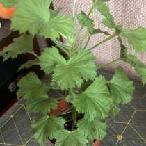 Домашние цветы, в Тейково