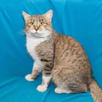 Отдам даром Красавец Деймон, молодой котик-крысолов, в Москве