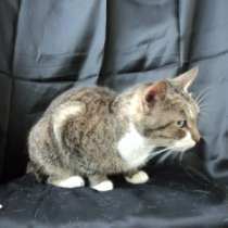 Отдам даром Кошка Кася, в Санкт-Петербурге