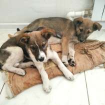 Лайки щенки в добрые руки, в Ульяновске