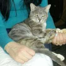 Отдам даром Боец, кот который сумел выжить, ищет дом, в Москве