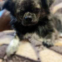 Пес на вязку, в Лениногорске