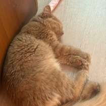 Отдам котенка, в Магнитогорске