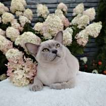 Клубные бурманские котята, в Екатеринбурге