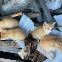 Котята, в Калининграде