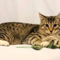 Отдам даром Красавцы-котята ласковые умненькие в дар, в Москве